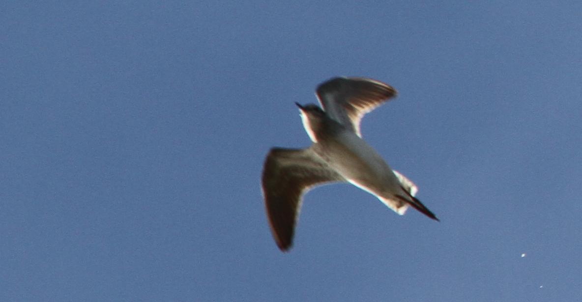 piro piro boschereccio?